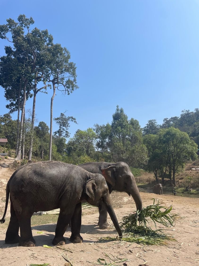 Elephant Sanctuary Phuket, Best things to do in Phuket, Where to stay in Thailand