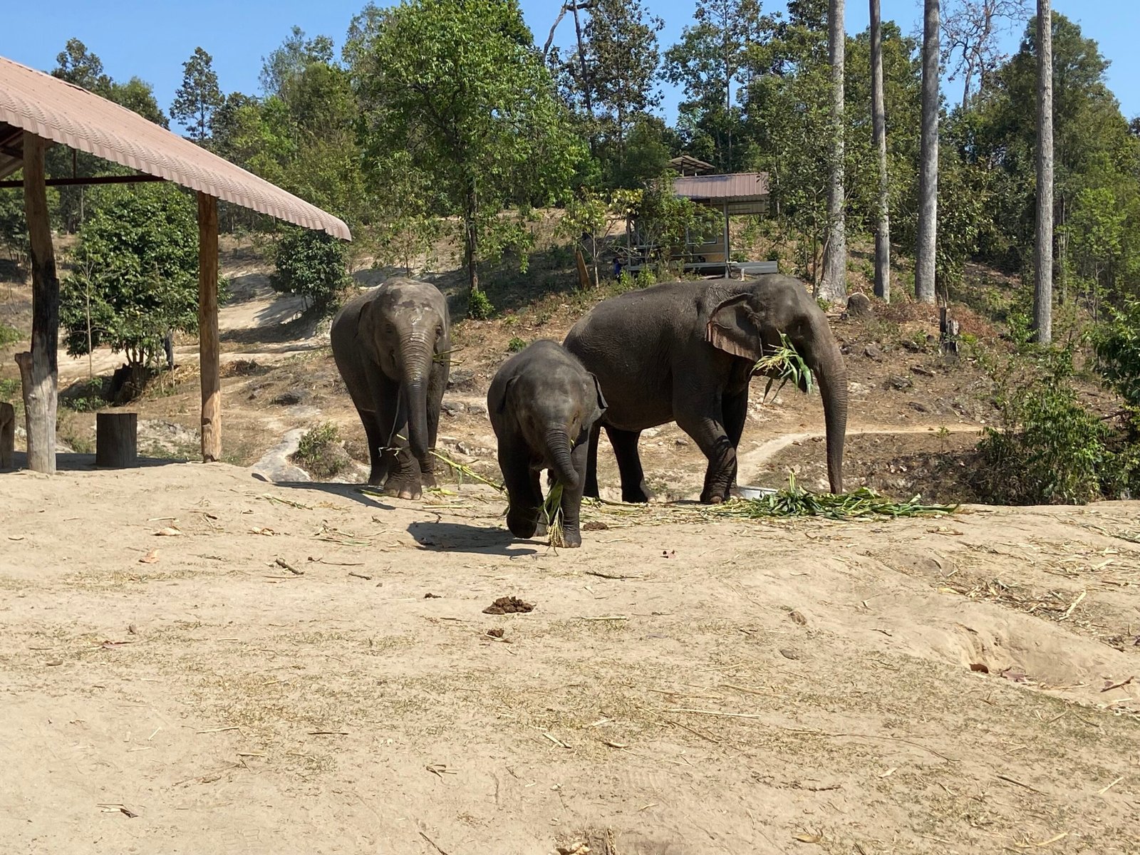 Elephant Sanctuary Ao Nang Krabi, Best things to do in Krabi, Where to stay in Thailand
