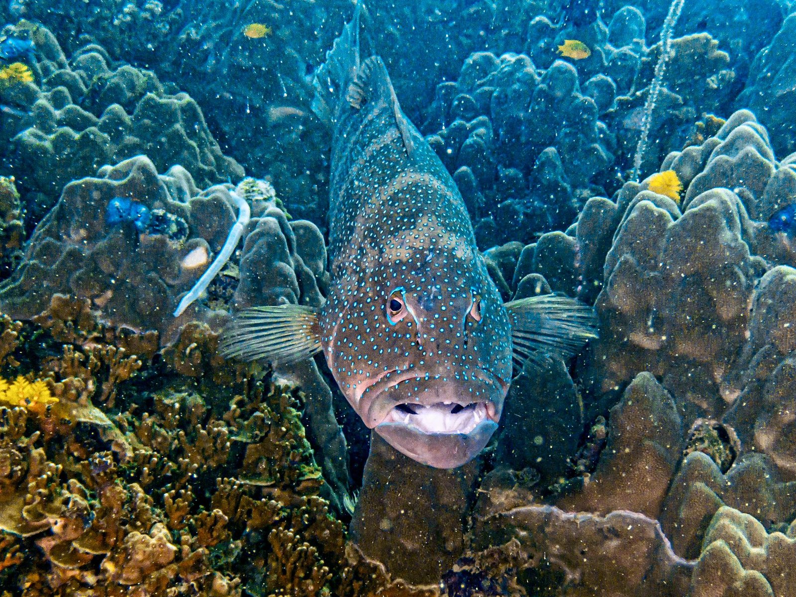 Snorkelling Koh Tao, Best things to do in Koh Tao, Where to stay in Koh Tao