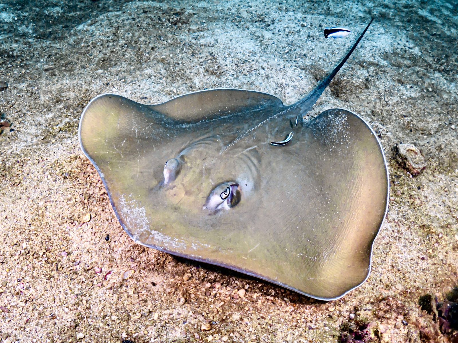 Scuba diving Koh Tao, Best things to do in Koh Tao, Where to stay in Thailand