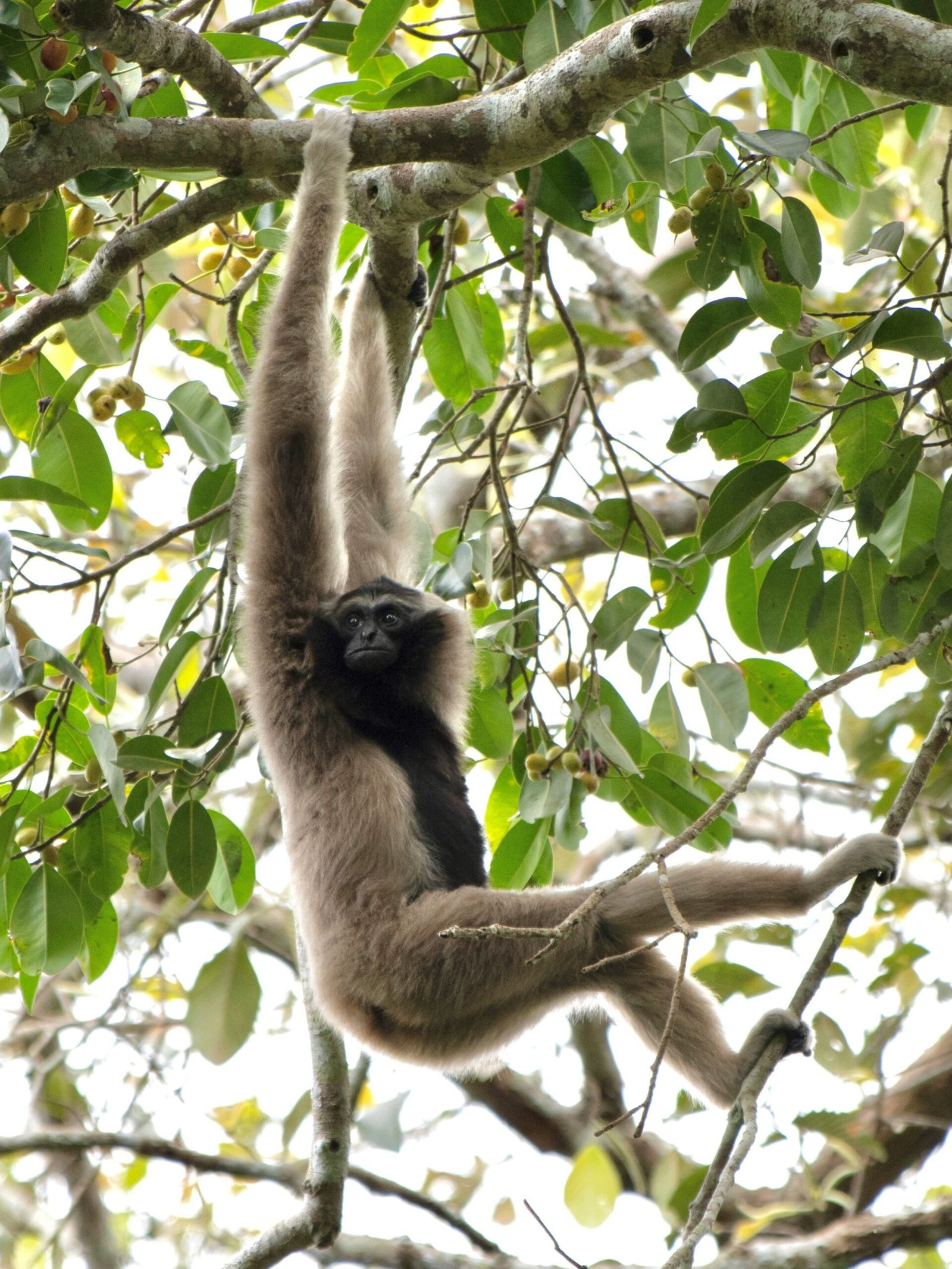 Khao Yai National Park, Best day trips from Bangkok, where to stay in Thailand